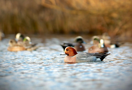 Building Fields for Wigeon: What to Plant to Attract the American Wigeon