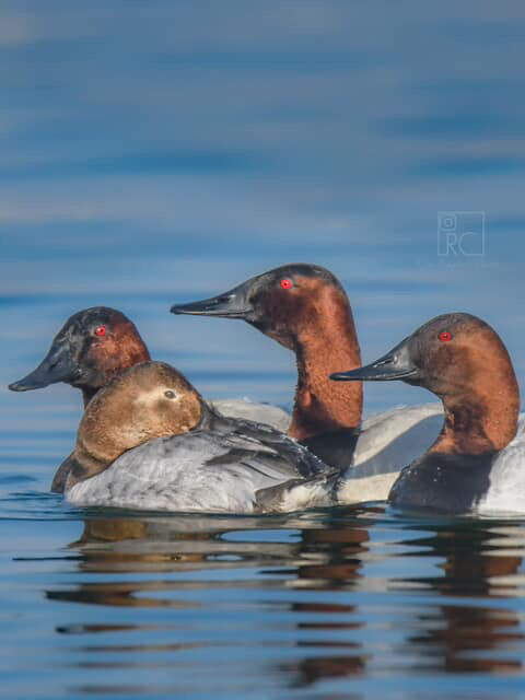 No fly zone waterfowl canvasback rope hat