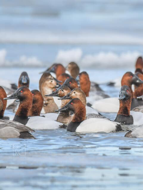 Canvasback hat no fly zone waterfowl
