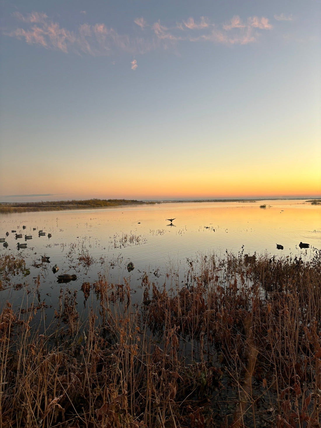 No Fly Zone Waterfowl decoy spread teal silhouettes