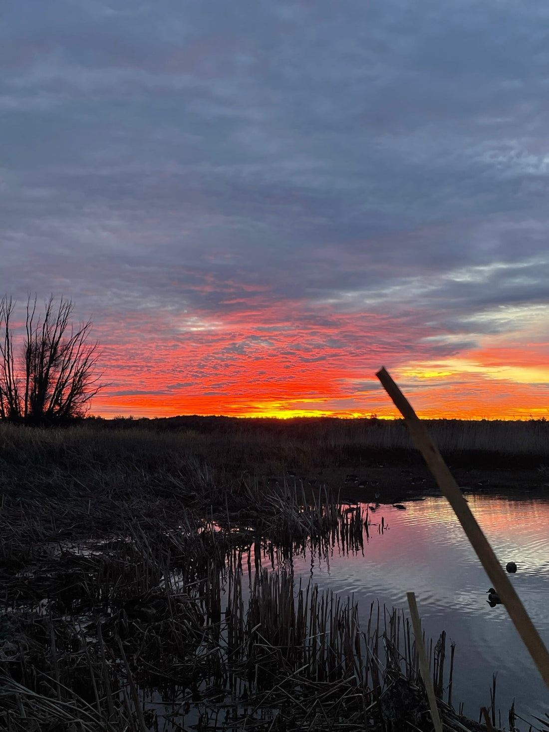 Duck decoy spread