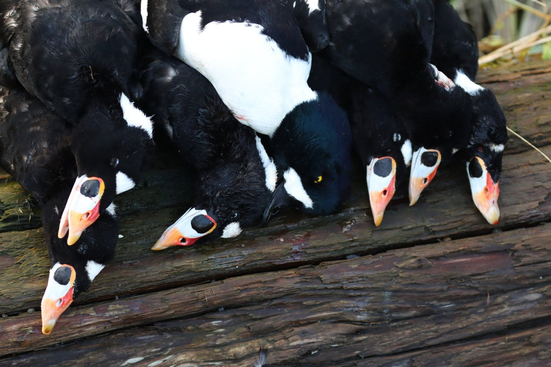 The Pros and Cons of Waterfowl Hunting in Washington - The No Fly Zone